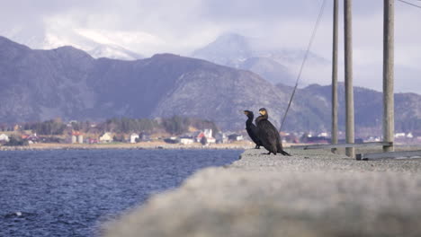 Cormorants-in-a-harbor-enjoying-beautiful-scenery.-4K