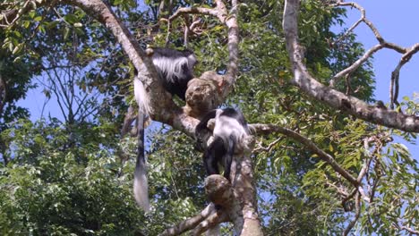 Pair-Of-Black-And-White-Colobus-Monkey-Sitting-On-A-Tree-Branch-On-A-Sunny-Day