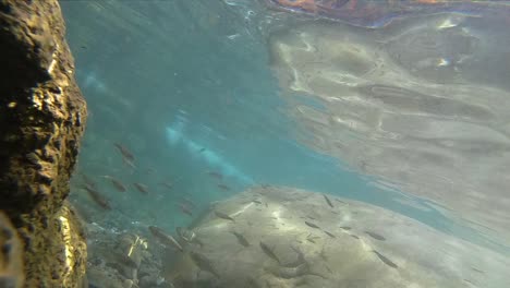 Unterwasseraufnahme-Eines-Schwarms-Kleiner-Fische-Am-Tropischen-Korallenriff-In-Indien-2