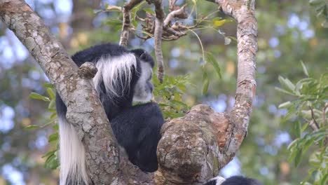 Black-And-White-Colobus-Monkey-Sitting-On-The-Tree-In-The-Jungle