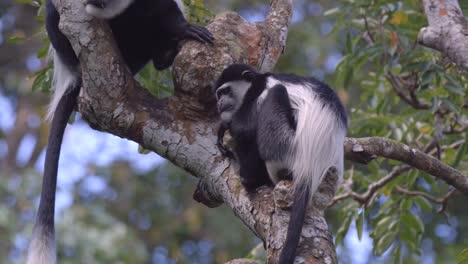 Young-Black-And-White-Colobus-Monkey-Sleeping-High-Up-On-A-Tree-In-The-Forest