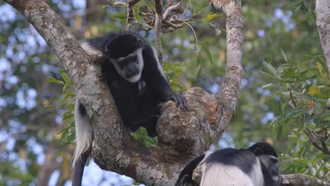 Nahaufnahme-Eines-Schwarz-weißen-Colobus-Affen,-Der-Auf-Einem-Baum-Sitzt