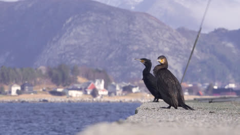 Cormorants-in-a-harbor-enjoying-beautiful-scenery