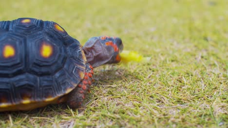Red-Footed-Tortise-eating-piece-of-lettuce