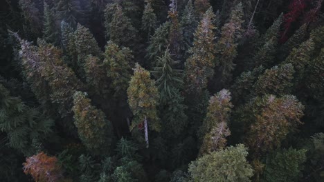 Washington-State---Parallax-drone-aerial-looking-down-on-a-forest-of-pine-trees-in-the-fall,-with-mist-rising-into-the-air-near-Franklin-Falls-and-Snowqualmie