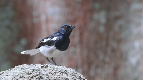 Preening-Oriental-Magpie-Robin-Bird-On-The-Rock-Reaching-Its-Head-With-Its-Foot