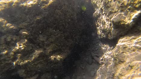 Unterwasseraufnahme-Eines-Schwarms-Kleiner-Fische-Am-Tropischen-Korallenriff-In-Indien-1