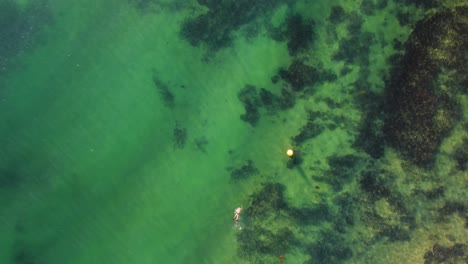 Drohnen-Luftaufnahme-Eines-Schwimmers-Im-Pazifischen-Ozean-Sand-Und-Riff-Terrigal-Central-Coast-NSW-Australien-3840x2160-4k
