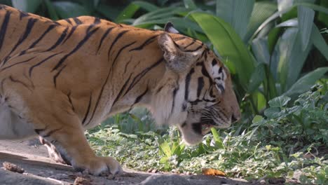 Malaiischer-Tiger,-Der-Seine-Zunge-Herausstreckt,-Um-Seine-Nase-Zu-Lecken