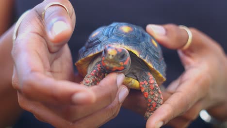 Small-Red-Footed-Tortise-being-petted-on-head-while-held-in-hands