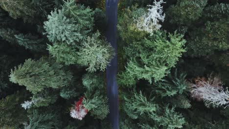 Washington-State---Drone-aerial-looking-down-on-a-road-cutting-through-a-forest-of-pine-trees-in-the-fall,-with-a-single-parked-car,-near-Franklin-Falls-and-Snowqualmie