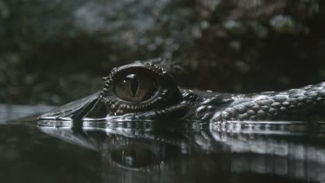 Auge-Eines-Jugendlichen-Alligators-Mit-Reflexion-Auf-Dem-Wasser