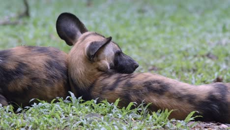 Nahaufnahme-Eines-Vom-Aussterben-Bedrohten-Afrikanischen-Wildhundes,-Der-Im-Zooboden-Liegt,-Um-Sich-Auszuruhen