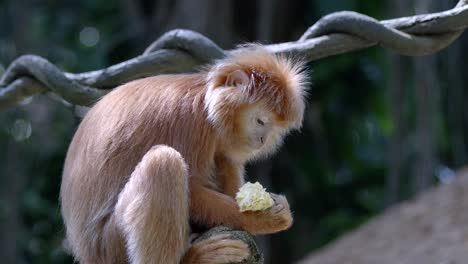 Javan-Langur-Feeding-And-Munching-Food-While-Sitting-On-Tree-Branch