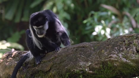Mantled-Guereza---Black-and-white-Colobus-Monkey-Resting-On-A-Tree-Branch