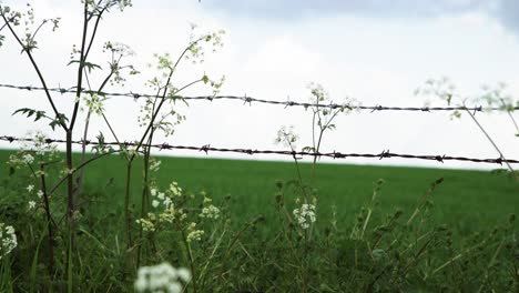 Lush-green-meadow-under-cloudy-blue-sky-seen-through-barbed-wire-fence-and-wind-blown-cow-parseley-4K