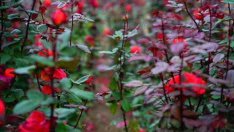 Rose-flowers-Blooming-in-the-garden