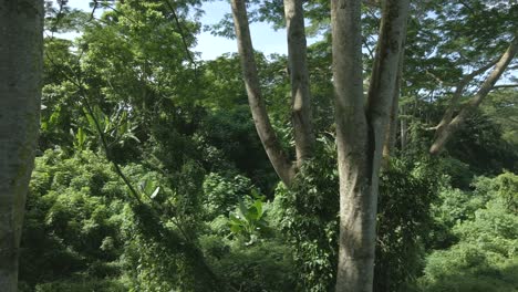 Exuberante-Bosque-Verde-En-El-Verano---Toma-De-Drones-En-Cámara-Lenta