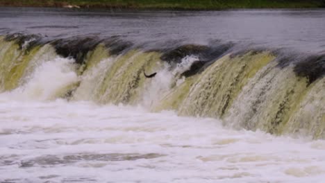 Regentag-Fisch-Springt-In-Den-Längsten-Wasserfall-Lettlands-In-Zeitlupe
