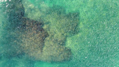 Drohnen-Luftaufnahmen-Von-Lachsfischschwärmen-Durch-Wellen-Im-Meeresriff,-North-Avoca-Central-Coast,-NSW,-Australien-4k