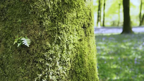 Farn-Auf-Einem-Moosigen-Baumstamm-In-Einem-Englischen-Frühlingsglockenblumenwald-4k