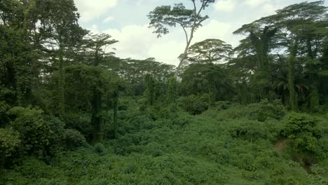 Thick-Lush-Forest-Greenery-In-The-Summer---Panning-Shot