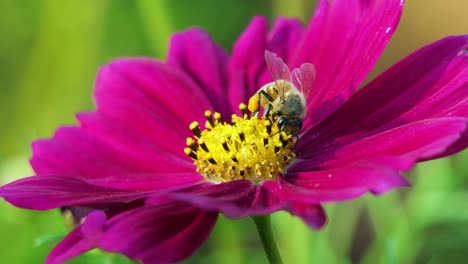 Honigbiene-Bedeckt-Mit-Pollen,-Die-Nektar-Auf-Blume-Sammeln