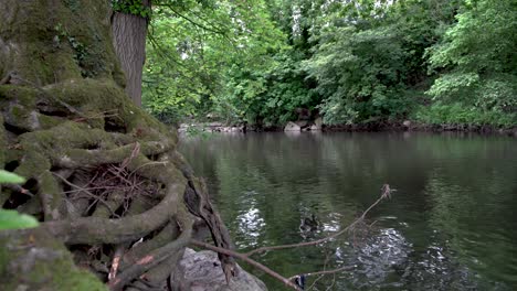 Slow-Push-in-down-River-flowing-away-from-lens-with-knotted-tree-roots-on-rocky-bank-in-foreground