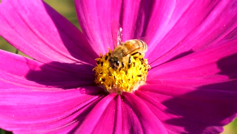 Fliegende-Honigbiene-Bedeckt-Mit-Pollen-Sammeln-Nektar-Auf-Der-Blume
