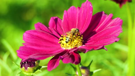 Fliegende-Biene-Bedeckt-Mit-Pollen-Sammeln-Nektar-Auf-Der-Blume