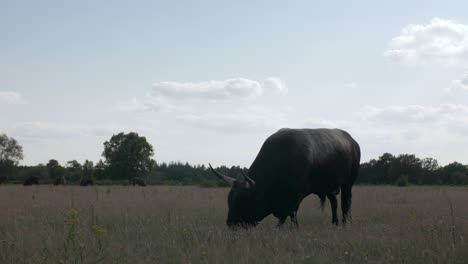 Medium-shot-of-a-wild-grazing-Tauros-Bull-at-National-Park-Maashorst-in-The-Netherlands