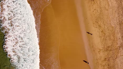 Drohne-Aus-Der-Vogelperspektive-Auf-Einen-Spaziergang-Entlang-Der-Sandstrandküste-Mit-Dem-Pazifischen-Ozean-Shelly-Beach-NSW-Australien-3840x2160-4k
