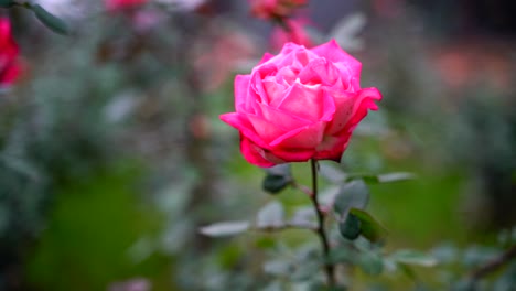 Rose-flowers-Blooming-in-the-garden-3