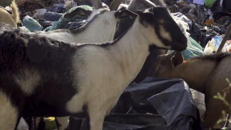 Goat-eating-from-plastic-rubbish-bags-steady-close-shot-4K-Asia,-Thailand-Filmed-with-Sony-AX700