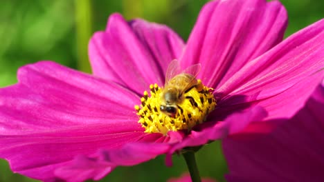 Honey-bee-covered-with-pollen-is-collecting-nectar-on-flower