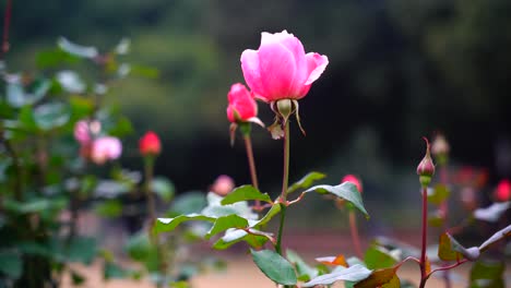 Rose-flowers-Blooming-in-the-garden-2