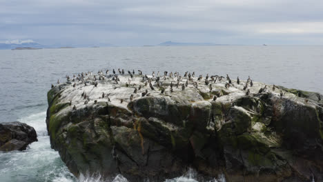 Cormorants-sitting-on-their-islet-1