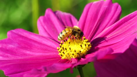 Flying-honey-bee-covered-with-pollen-is-collecting-nectar-on-flower