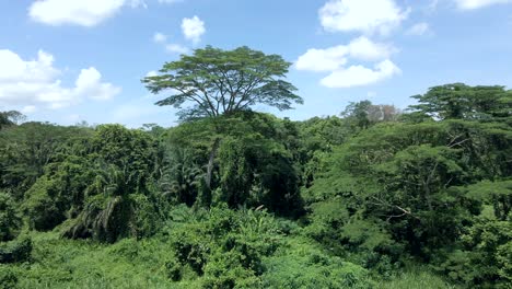 Lush-Green-Trees-And-Plants-Growing-In-The-Forest