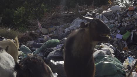 Goat-eating-from-plastic-rubbish-bags-steady-middle-shot-4K-Asia,-Thailand-Filmed-with-Sony-AX700