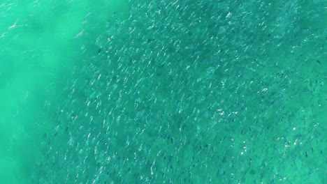 Drone-aerial-shot-of-school-of-salmon-fish-along-coastline-Avoca-Beach-Pacific-Ocean-Central-Coast-4K