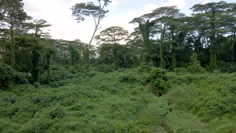 Trees-With-Lush-Green-Foliage-In-The-Forest