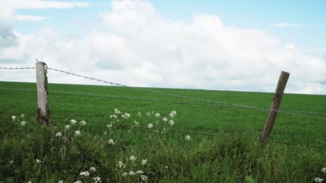 Stacheldrahtzaun-Mit-Kuhpetersilie-Umrahmt-Ein-üppiges-Grünes-Feld-Unter-Bewölktem-Blauem-Himmel-In-England-4k