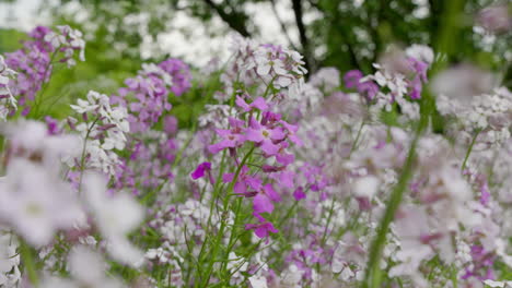 Field-of-purple-and-white-flowers-close-to-the-highway-in-frelighsburg