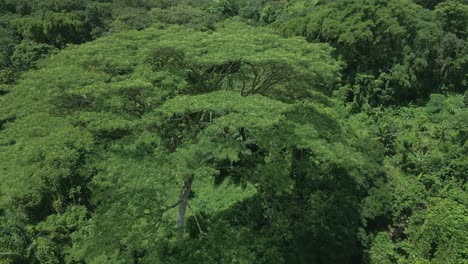 Leafy-Tree-Tops-In-Lush-Greenery-Forest-At-Sunny-Day