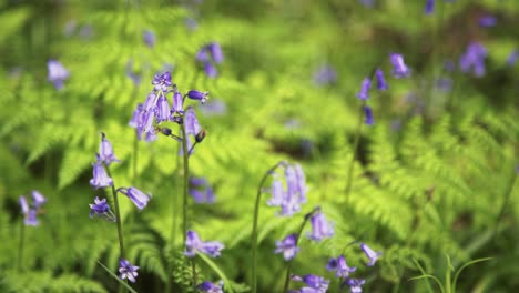 Closeup-of-bluebells-in-an-English-forest-4K