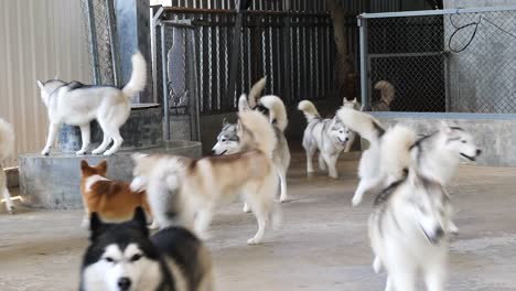 Gruppe-Von-Siberian-Husky-Hunden,-Die-Viel-Energie-Und-Verspieltheit-Zeigen