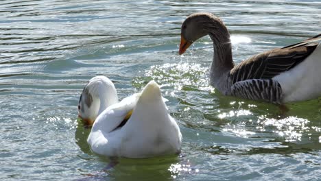 Two-Ducks-Swimming-in-a-Green-Lake-in-Central-Texas,-Bobbing-Their-Heads-in-the-Water-for-Food