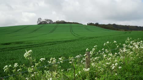 Englisches-Weizenfeld,-Umgeben-Von-Weißen-Blumen-Und-Einem-Stacheldrahtzaun,-Bewölktem-Himmel-Und-Sanfter-Brise