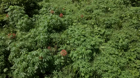 Flying-Over-Forest-Vegetation-With-Orange-Plants---aerial-drone-shot